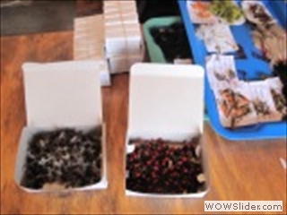 FLIES IN BOXES